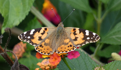 Vanessa cardui