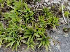 Vriesea freicanecana