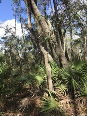 Quercus incana