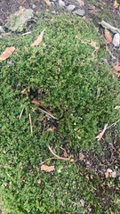 Plagiomnium cuspidatum