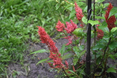 Celosia argentea plumosa