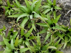 Vriesea freicanecana