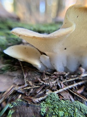 Pseudohydnum gelatinosum