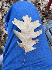 Quercus shumardii