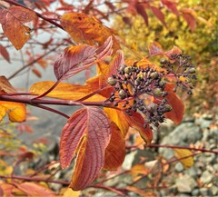 Cornus sericea occidentalis
