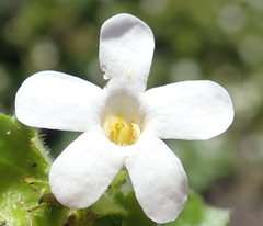 Chaenostoma campanulatum