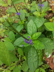 Stachytarpheta jamaicensis