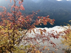 Cornus sericea occidentalis