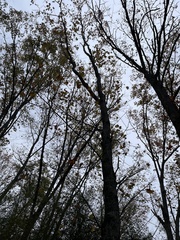 Quercus shumardii