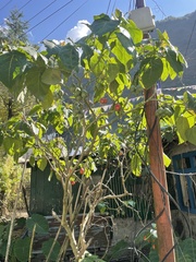 Solanum betaceum
