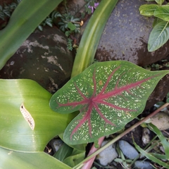 Caladium