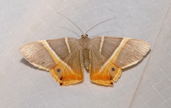 Opisthoxia hybridata