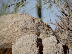 Ammospermophilus harrisii