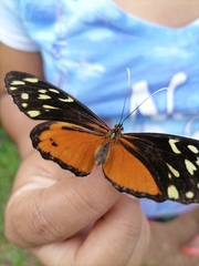 Heliconius hecale