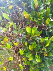 Codiaeum variegatum
