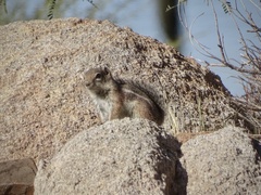 Ammospermophilus harrisii