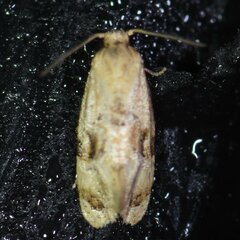 Cochylina