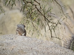 Ammospermophilus harrisii