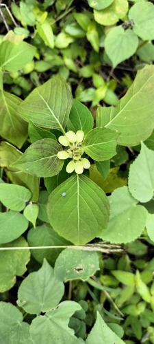 Image of Ocimum campechianum by (c) Tereso Hernández Morales, some rights reserved (CC BY)