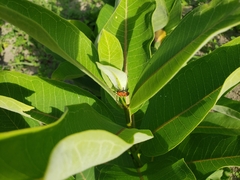 Tetraopes tetrophthalmus