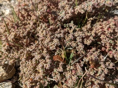 Euphorbia melanadenia