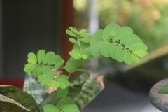 Phyllanthus urinaria