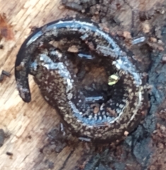 Plethodon hubrichti