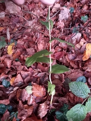 Epipactis