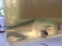 Ameiurus nebulosus
