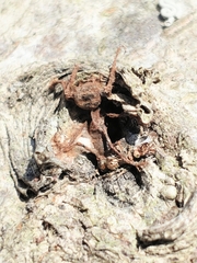Ophiocordyceps unilateralis