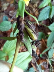 Epipactis