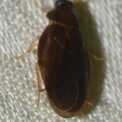 Compsodes cucullatus
