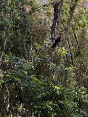 Campephilus magellanicus