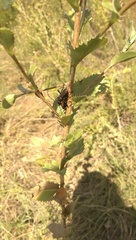 Tragidion coquus