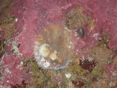 Protolaeospira eximia