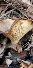 Paxillus cuprinus