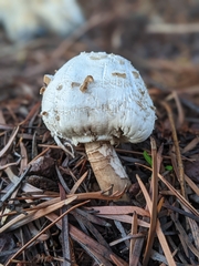 Agaricus deserticola