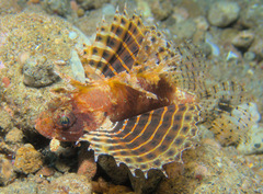 Dendrochirus brachypterus