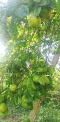 Citrus