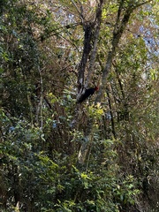 Campephilus magellanicus