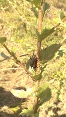 Tragidion coquus