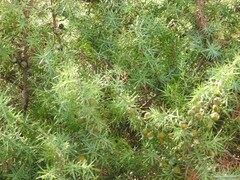 Juniperus oxycedrus
