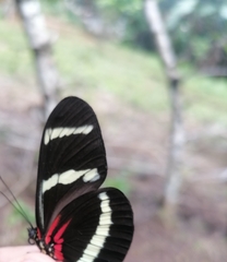 Heliconius hewitsoni