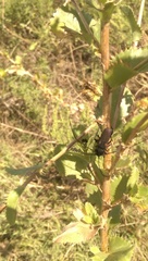 Tragidion coquus