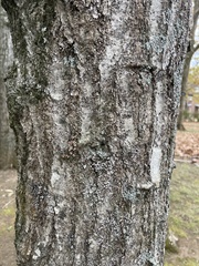 Quercus shumardii