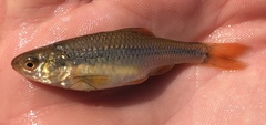 Notropis topeka