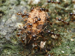 Carebara