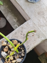 Papilionanthe