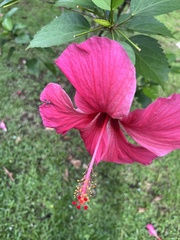 Hibiscus rosa-sinensis