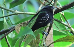 Cercomacra nigricans